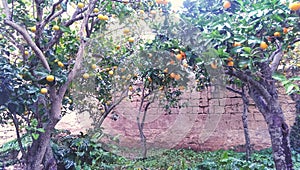 Trees in an orange orchard