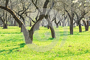 Trees in orchard alley during springtime