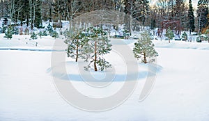Trees in orchard covered by snow in winter day