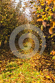 trees in an orchard growing in a row with lots of fallen leaves in autumn