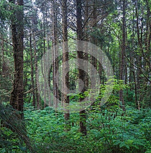 Trees in Oregon Coastal Rainforest