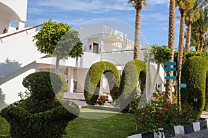 trees and other plants in tropical garden of a resort on the coast of Red Sea