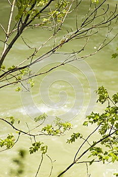 Trees Over The Cerna River