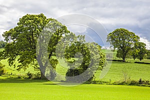 Trees over the Grass Field, Scotland