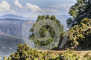 Trees over the mountain landscape