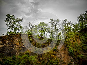 Trees over the mountain, tree in Bali Indonesia, Tree planted photo