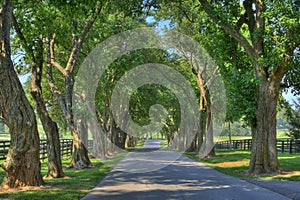 Trees over Shady Lane