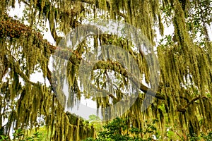 Trees overhanging with Spanish moss in Southern USA