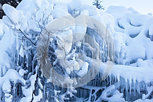 Trees overloaded with snow