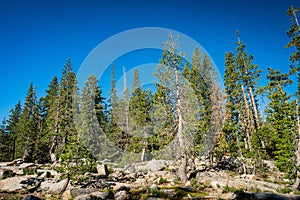 Trees on Pacific Crest Trail