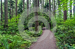 Trees - Pacific Spirit Park