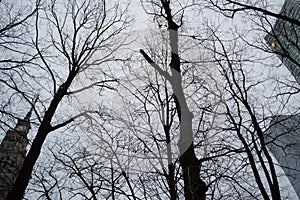 Trees with Palace of Culture and Science and Offices in Warsaw, Poland with Overcast Sky