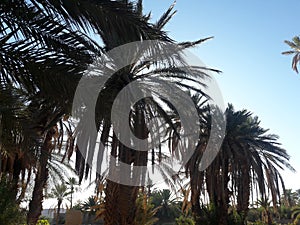 Trees and palm trees at sunset in the oasis of Figuig