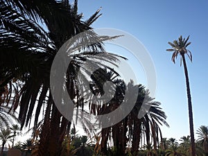 Trees and palm trees at sunset in the oasis of Figuig