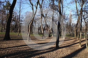 Trees in a parc