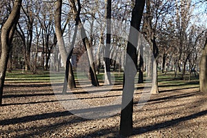 Trees in a parc