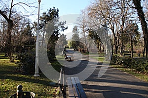 Trees in a parc