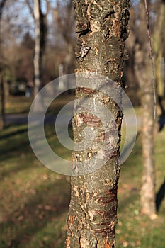 Trees in a parc