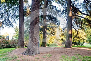 Trees of Parco Sempione in Milan, Italy