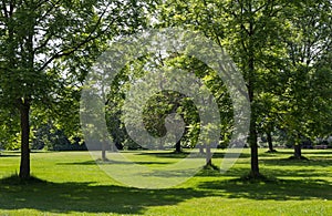 Trees in a Park