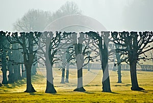 Trees in park