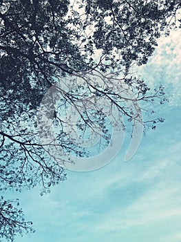 Trees in the park against the blue sky and white clouds.