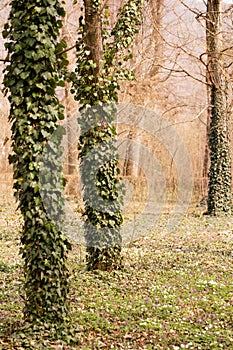 The trees in the park are covered with ivy on the lawn with spring primroses