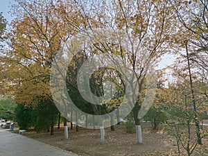 Trees in the park in the early morning of late autumn