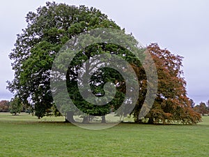 Trees in a park with leaves changing to brown in autumn