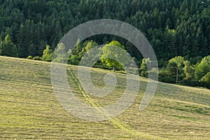 Trees in the park on meadow and forest. Slovakia