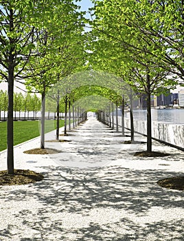 Trees in Park, New York City