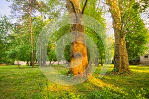 Stromy v parku v obci Nová Ves nad Žitavou