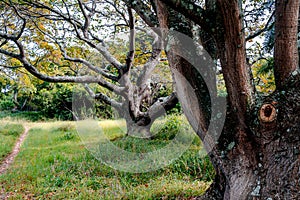 Trees in a park with path - old majestic tree with gnarly branches in green field - beautiful tree background - Erythrina