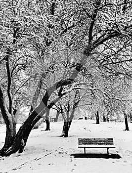 Trees in park after snowstorm covered in ice
