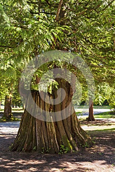 Trees in the park on a summer sunny day