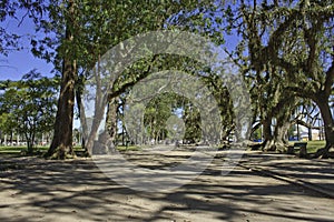 Trees in the park - SÃÂ£o JosÃÂ© dos Campos - Brazil photo