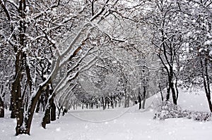 The trees in the Park in winter. It`s snowing