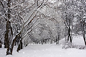 The trees in the Park in winter. It`s snowing photo