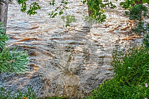 Trees partly immersed in flood water and big splash near shore as turbulent fast flowing water erodes river bank with wild flowers