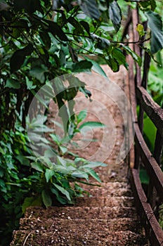 Trees on a path down a forest