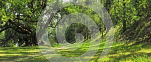 Trees and a path in the green magic forest in spring