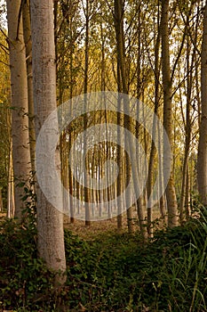 Trees pattern during dusk in Portugal