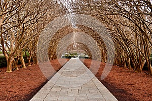 Trees on paved Pathway photo