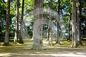 Trees in the Peace at the Japanese Garden around Osaka, Japan. People are always navigated to the peace. In summer time, internati photo