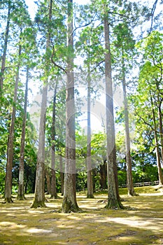Trees in the Peace at the Japanese Garden around Osaka, Japan. People are always navigated to the peace. In summer time, internati photo