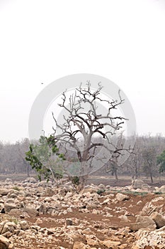 Trees in pench river bed, pench tiger reserve