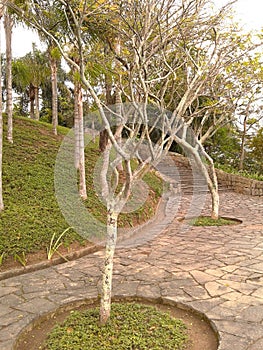 Trees in Penhasco Dois Irmaos Park Rio de Janeiro Brazil. photo