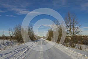 Trees in perspective along a road