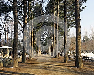 Trees in perspective view at Nami Island, Korea