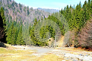 Trees in Piatra Craiului. Typical landscape in the forests of Transylvania, Romania.